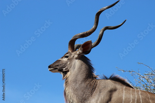 A male greater Kudu in Kruger National Park looking straight ahead