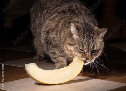 The cat is eating melon. On dark background. Scottish Fold with straight ears. photo