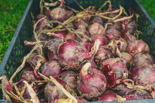 Red onion shallots placed in a box 