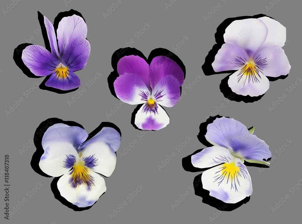 five garden violet flowers isolated on grey background five garden violet flowers isolated on grey background