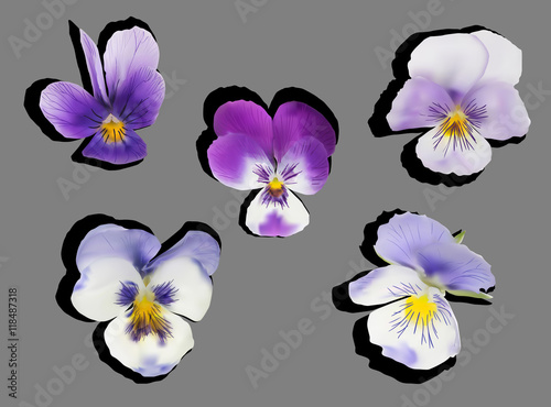 five garden violet flowers isolated on grey background