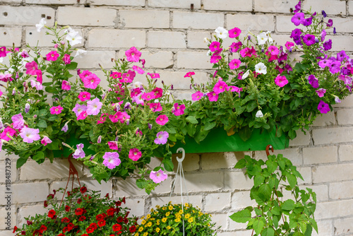 Colorful floral display of hanging baskets on a white brick wall
