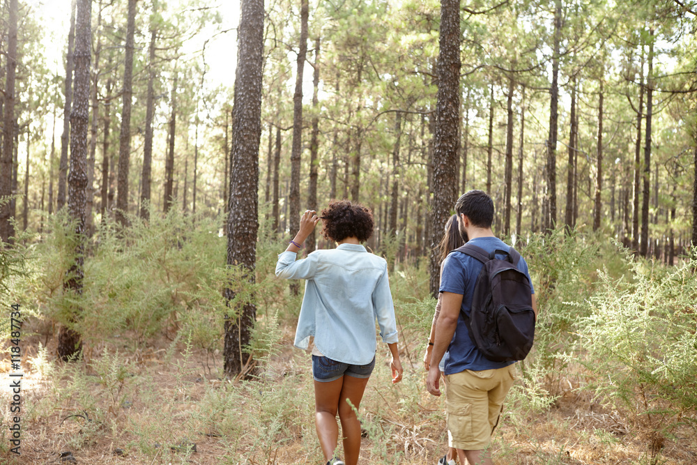 Friends walking a pine forest trail Friends walking a pine forest trail