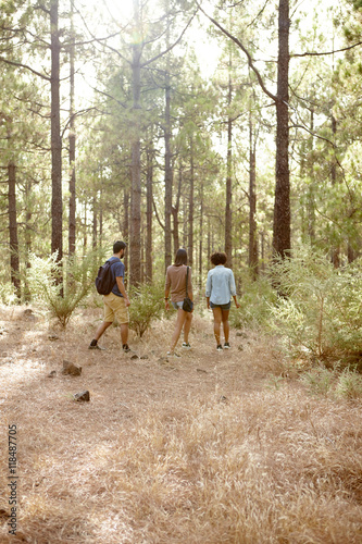 Friends hiking on a trail of pines