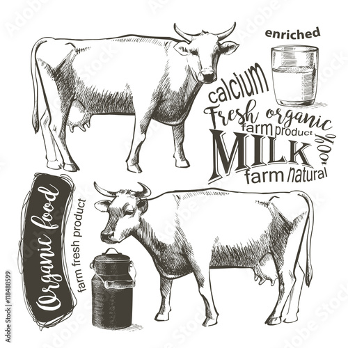 cow standing isolated