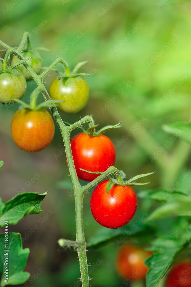 Ripe and green tomatoes growing on the vine