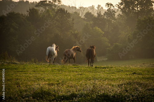 Wild horses running in the mountains at sunrise