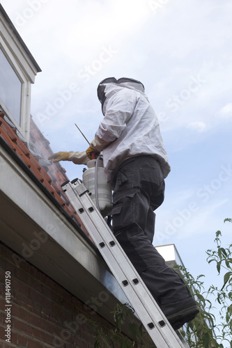 Bild auf Leinwand pest controller on ladder removing wasp nest
