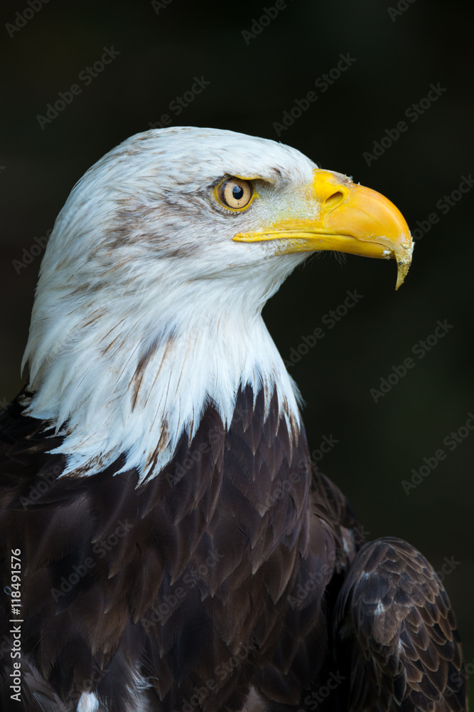 bald eagle (Haliaeetus leucocephalus) bald eagle (Haliaeetus leucocephalus)