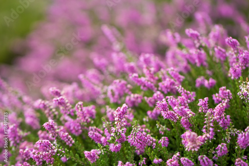 heather blossoms close up blurred background