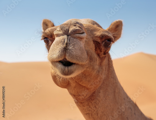 Fotografia camels in the desert