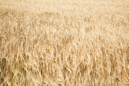 Field of ripe yellow wheat