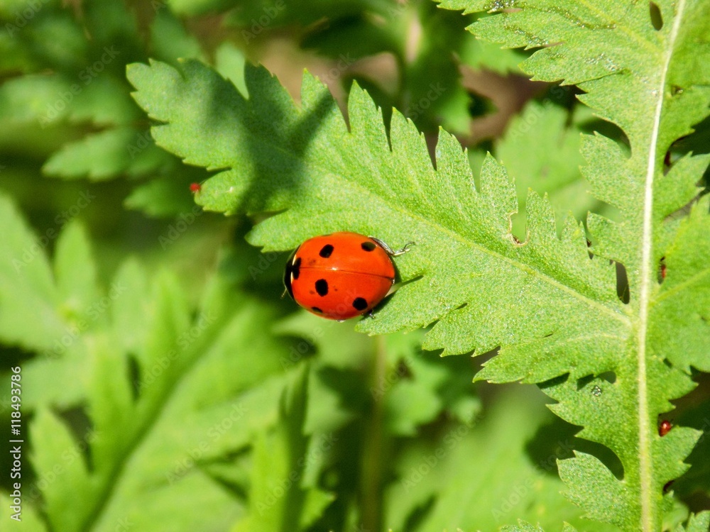 Fototapeta premium Ladybug on plant leaf