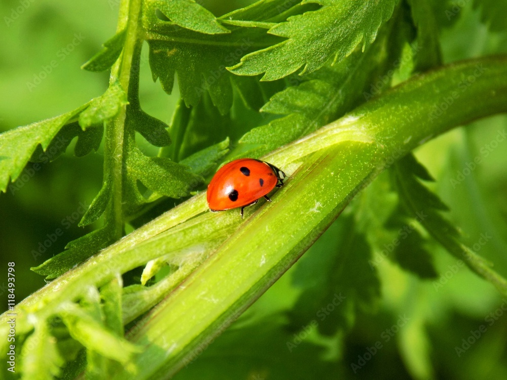 Ladybug on plant leaf