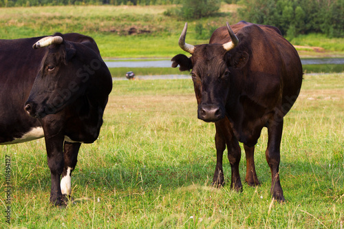Red and black cows