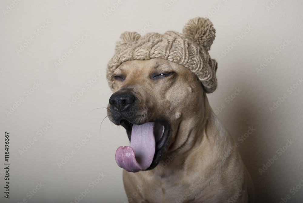 Fotobehang Gapende hond met gebreide muts - Nikkel-Art.nl