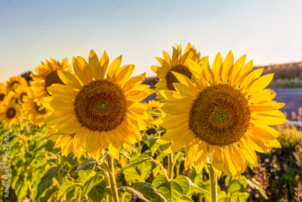 Sonnenblumenfeld im Sommer am frühen Abend