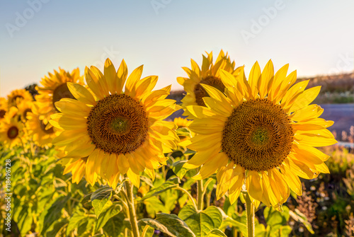 Sonnenblumenfeld im Sommer am frühen Abend
