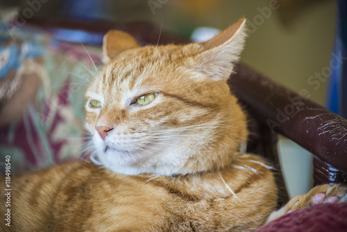 Fototapeta Naklejka Na Ścianę i Meble -  Closeup of annoyed or sleepy Orange tabby male cat with half closed green eyes and ears back lying on mauve chair