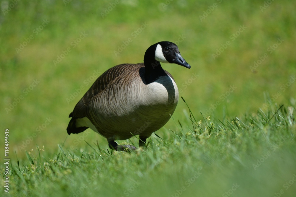 Obraz premium Goose