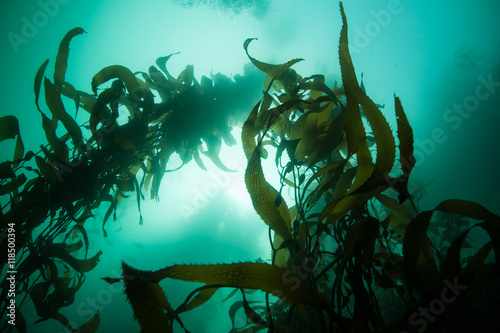 Giant Kelp Growing Upwards