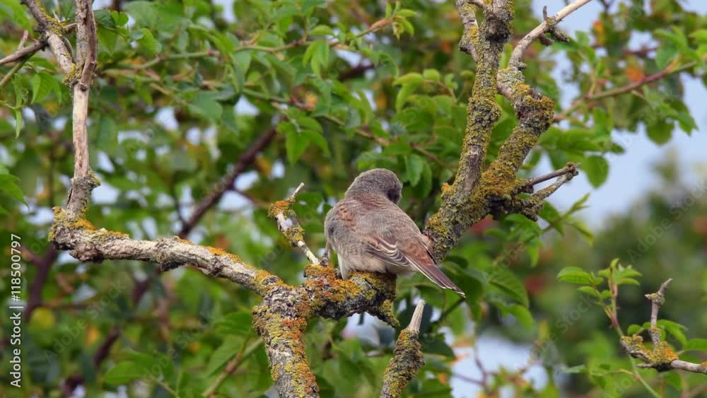 Ein junger Neuntöter (Lanius collurio) wird von den Eltern gefüttert Ein junger Neuntöter (Lanius collurio) wird von den Eltern gefüttert
