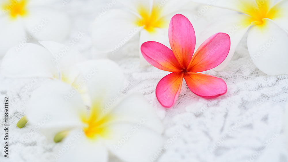 Pink Frangipani among white flowers