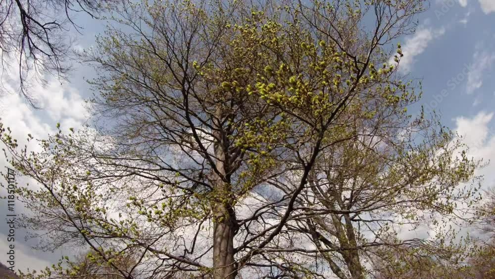 Branches of Spanning With Leaves Tree Swaying in the Wind Branches of Spanning With Leaves Tree Swaying in the Wind