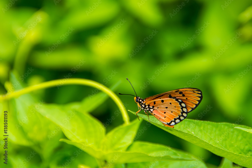 Pretty orange & black butterfly resting on a leaf Pretty orange & black butterfly resting on a leaf
