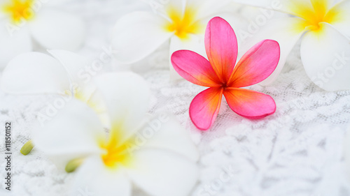 Pink Frangipani among white flowers