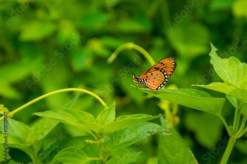 Pretty orange & black butterfly resting on a leaf