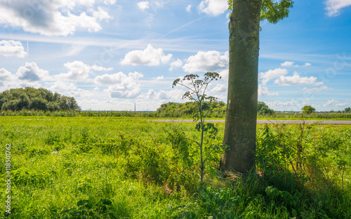 Trees in a field in summer morning