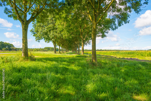 Trees in a field in summer morning
