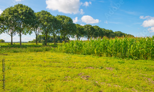 Field with corn in summer