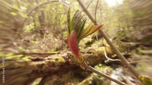 Young Leaves Get Out From Buds on a Tree Branch on Background of Stream in Woods Close up photo