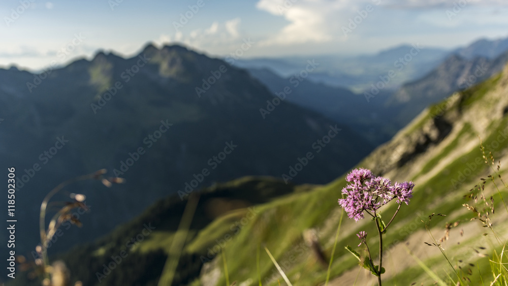 Obraz premium Bergpanorama hinter einzelner lila Blume