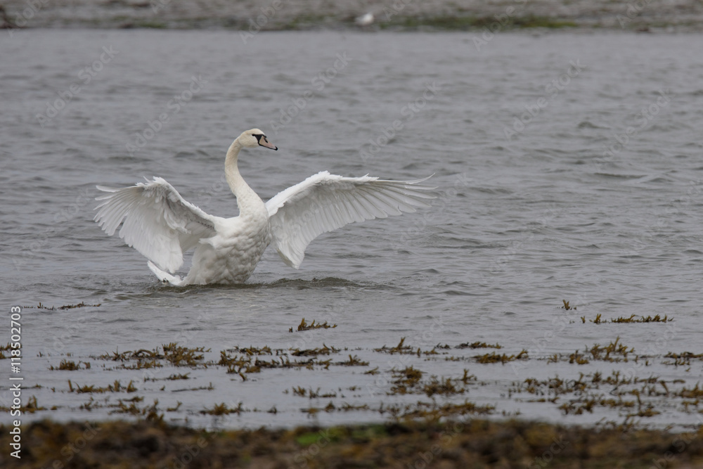 Fototapeta premium Mute Swan, cygnus olor