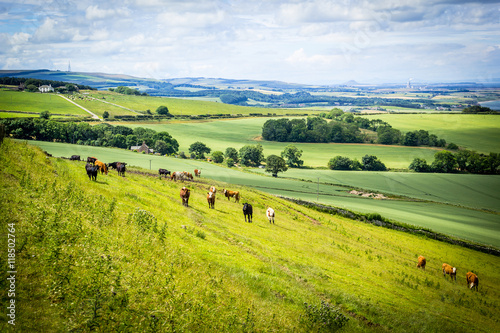 A herd of cows in a field in Scotland,Scottish summer landscape, East Lothians, Scotland, UK