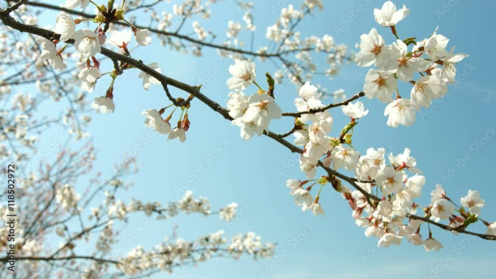 Sakura branches at Kawaguchiko Sakura branches at Kawaguchiko