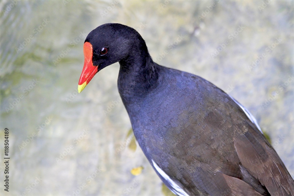 Macro of a Purple Gallinule, Miami Zoo Macro of a Purple Gallinule, Miami Zoo