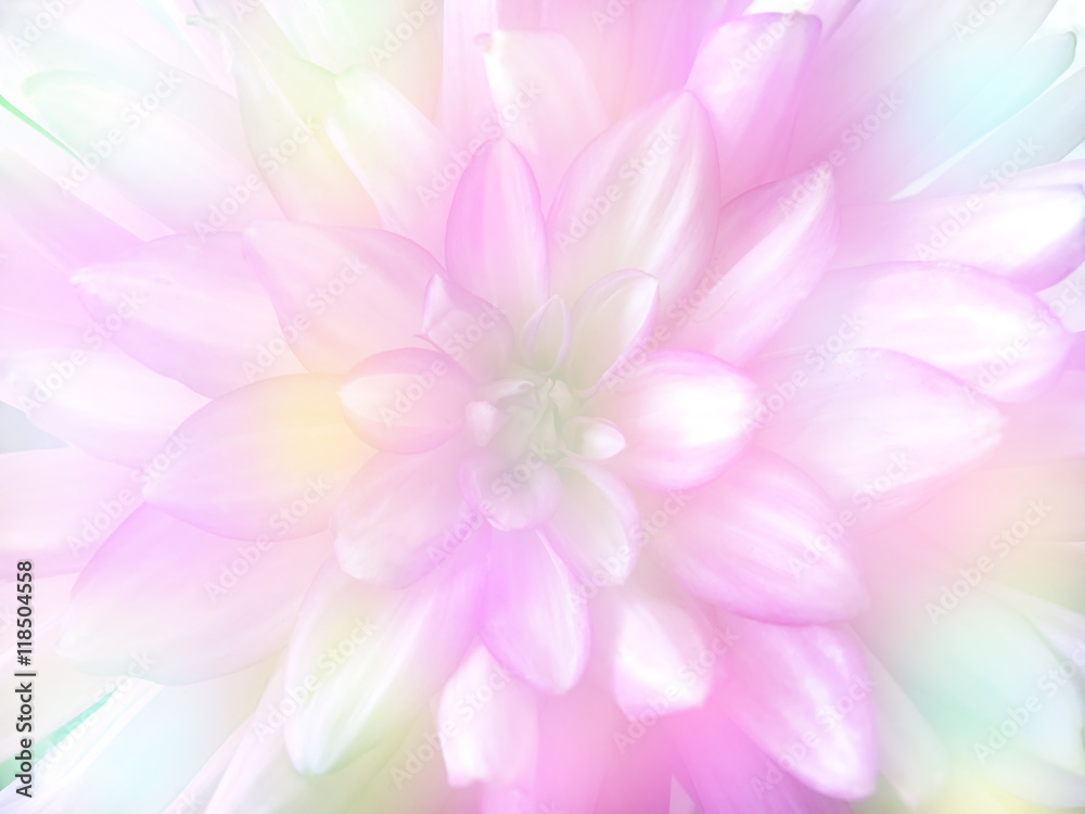 pink flower flower in blur style for background