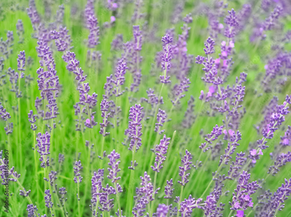 Naklejka premium ラベンダー