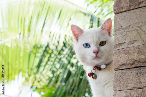 Fototapeta Naklejka Na Ścianę i Meble -  white cat playing outside