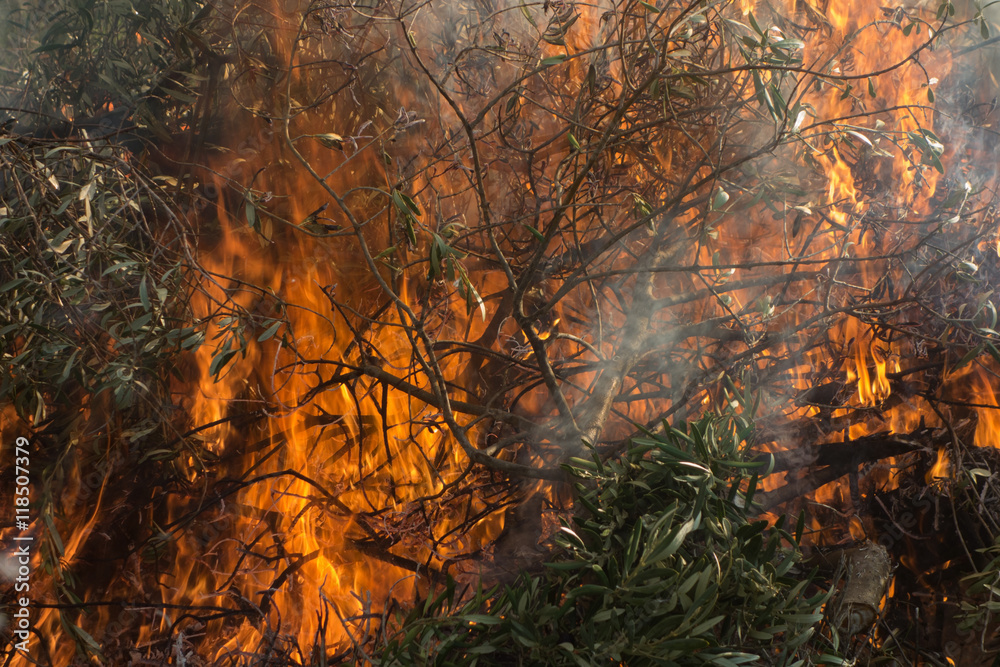 Olive branches and fire Olive branches and fire
