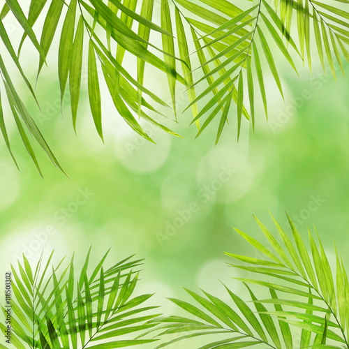 Frame of palm leaves with space for text on blurred foliage background.