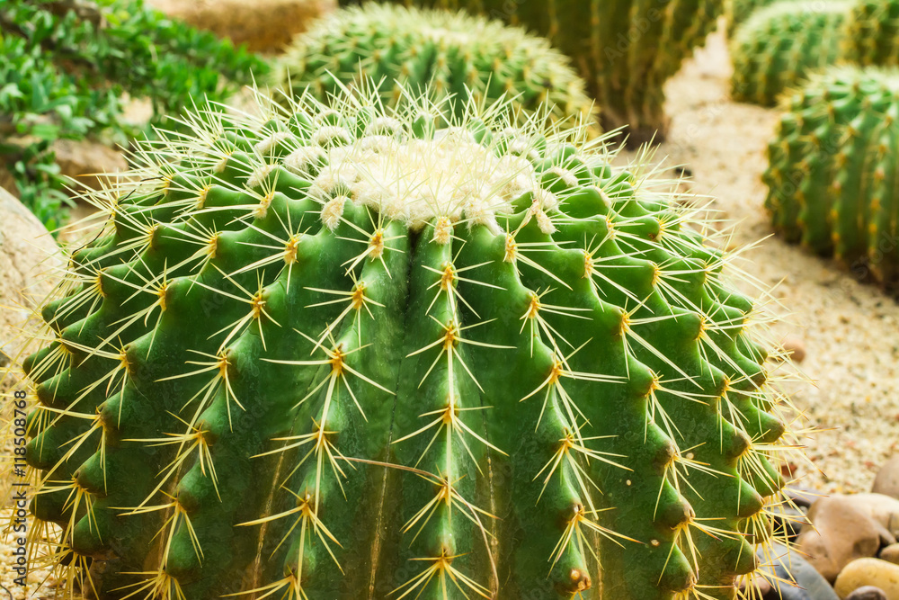 Close up photo of cactus needles Close up photo of cactus needles