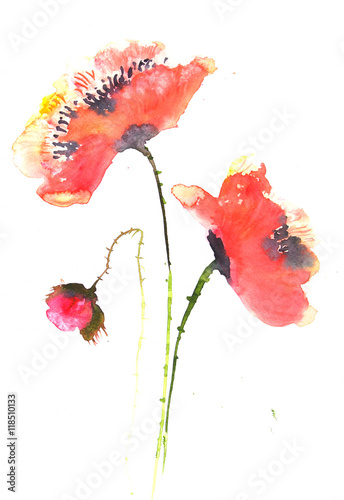Beautiful red poppy, watercolor illustrator
