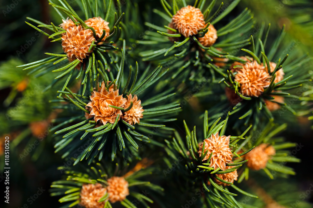 Young fir cone Young fir cone