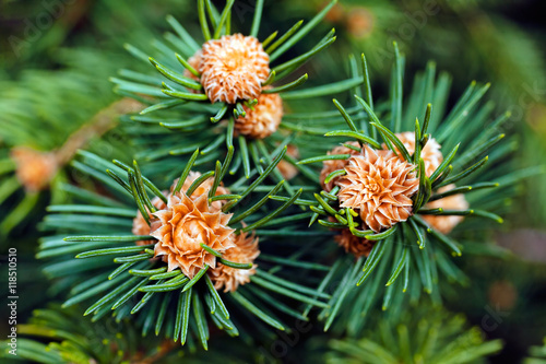 Young fir cone