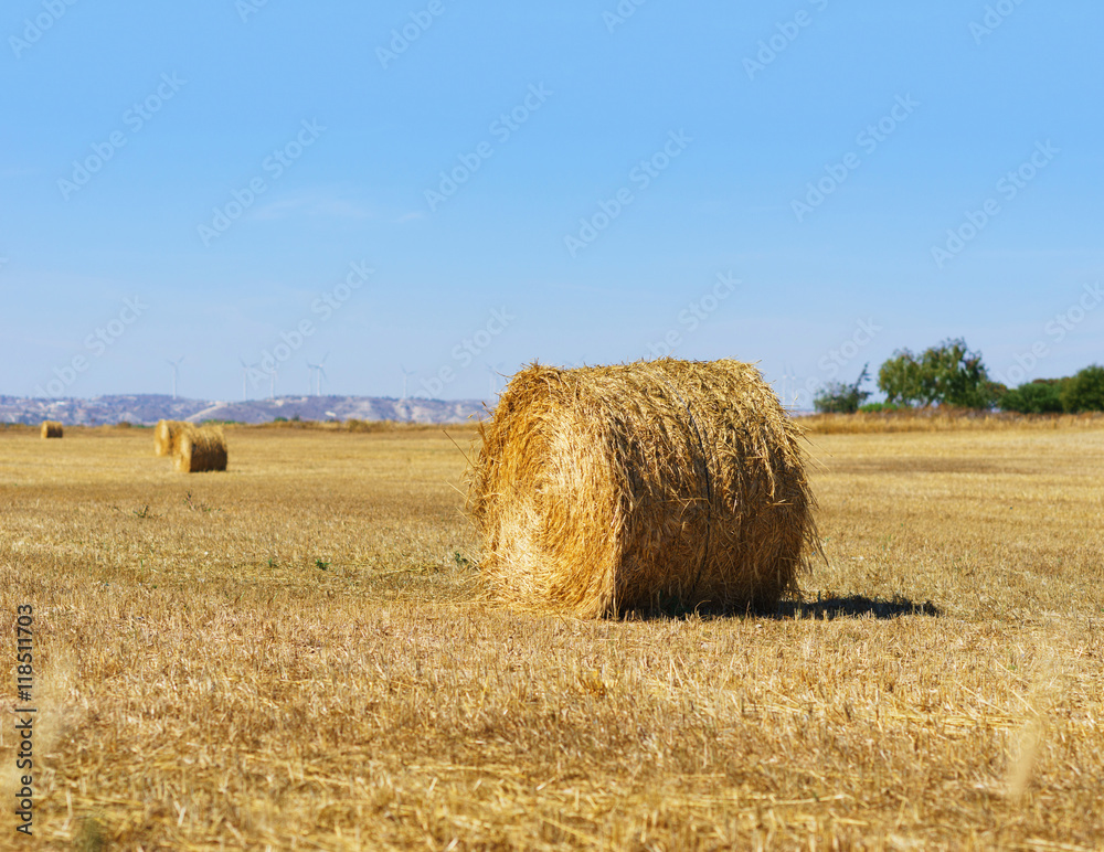 Wheat field with blue sky in background.